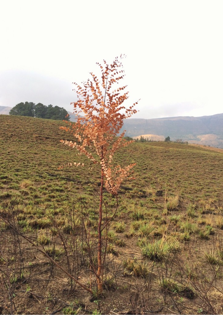 tree-drakensberg-mountains