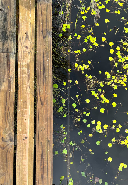 The deck and flowers in the dam at Sondagskloof