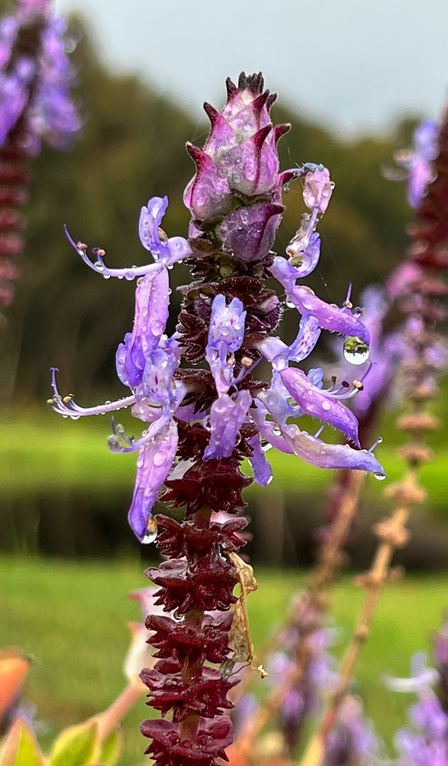 Droplets of water on a purple flower outside the Vlei Chalet