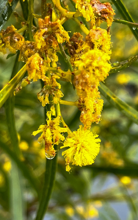 Water droplet about to fall from a yellow flower