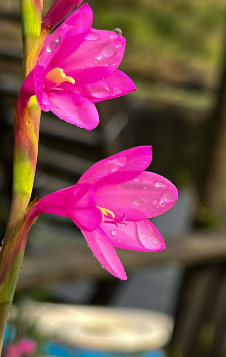 Pink flowers with droplets of water on them