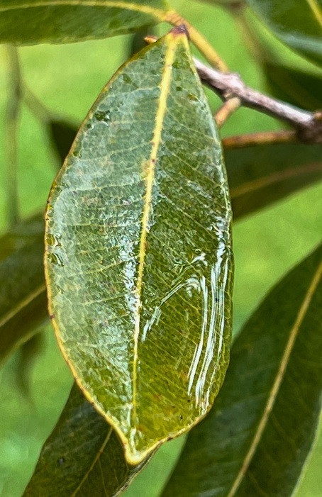 Droplet of water caught on a green leaf