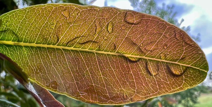 Droplets of water at the back of a leaf