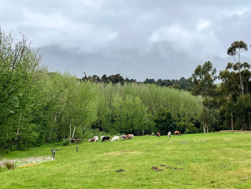 Cows are grazing at Sondagskloof