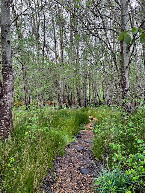 Pathway through the forest from the Vlei Chalet